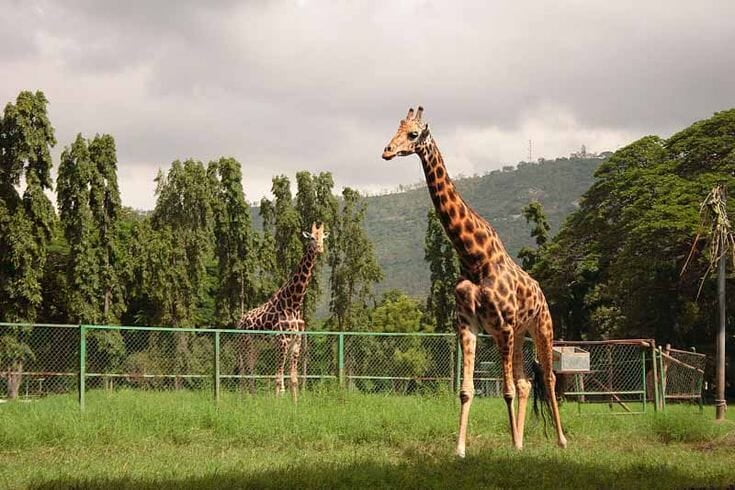 Sri Chamarajendra Zoological Gardens